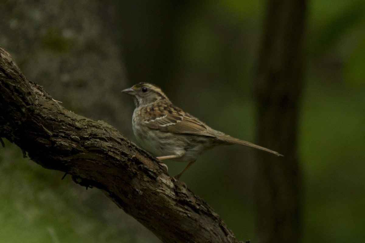 White-throated Sparrow - ML158564131