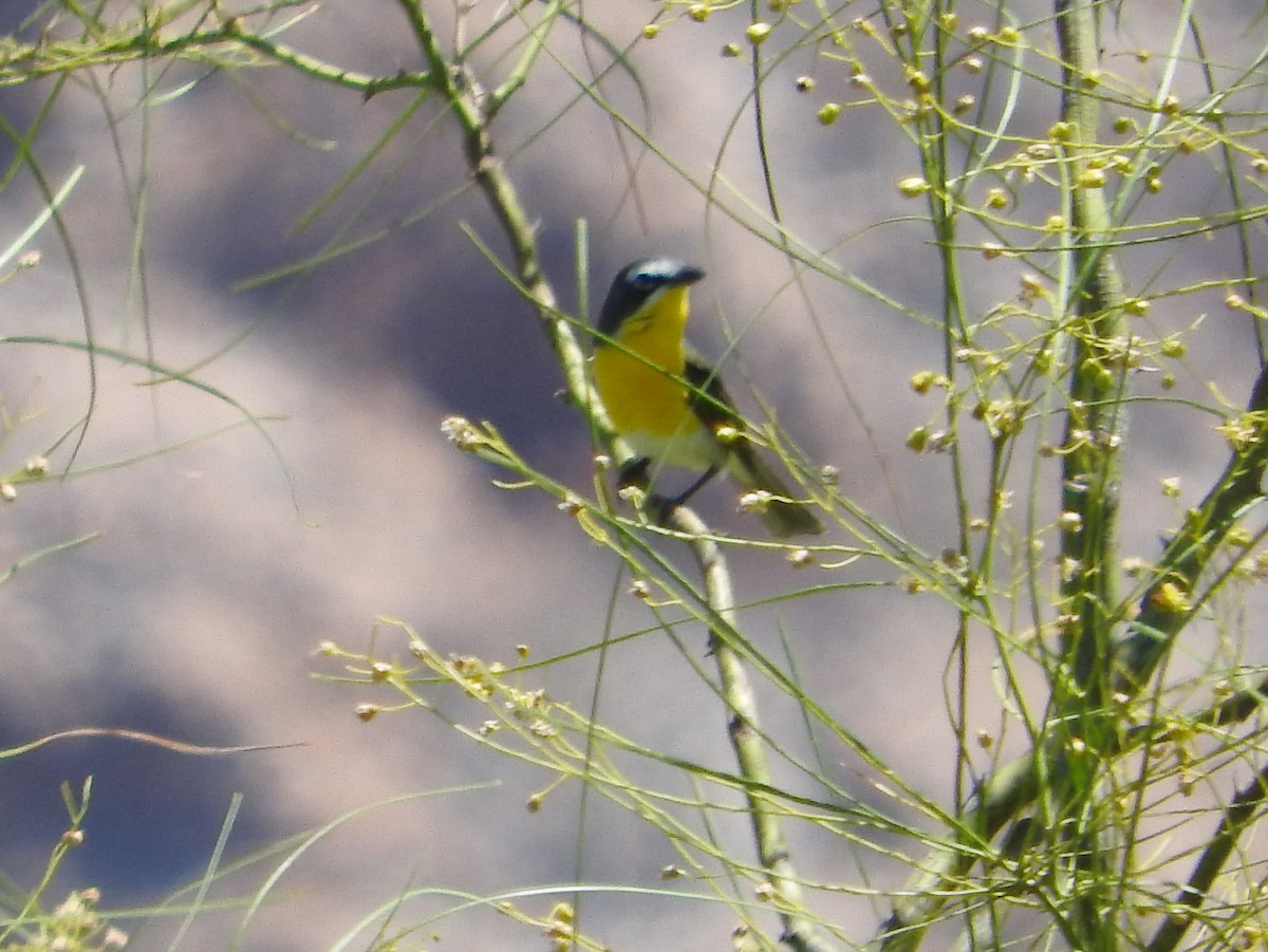 Yellow-breasted Chat - ML158567741