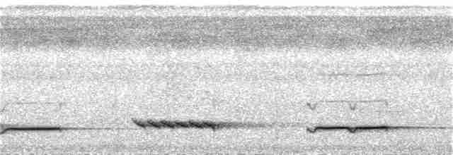 White-necked Thrush - ML158569851