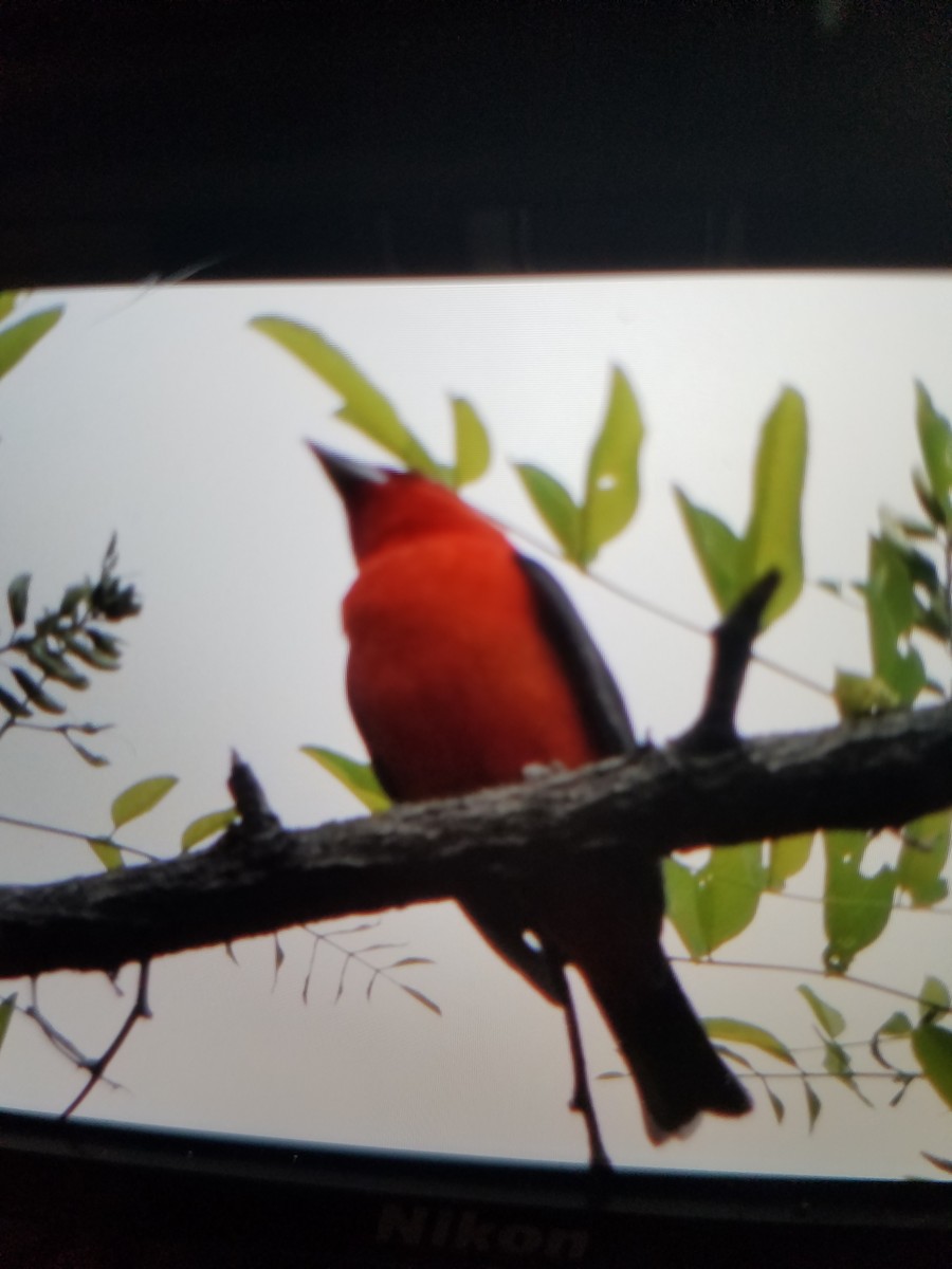 Scarlet Tanager - ML158570531