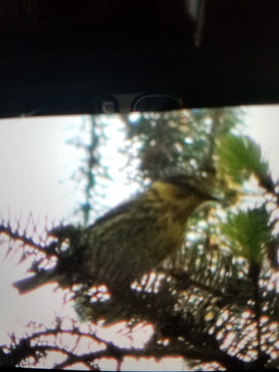 Cape May Warbler - ML158570911