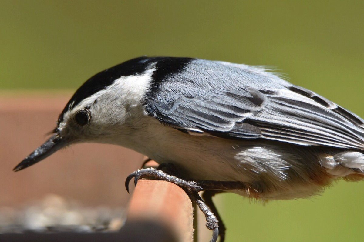 White-breasted Nuthatch - ML158571981