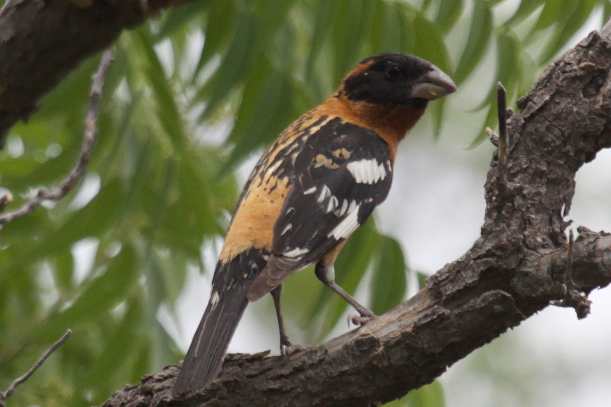 Black-headed Grosbeak - ML158576241