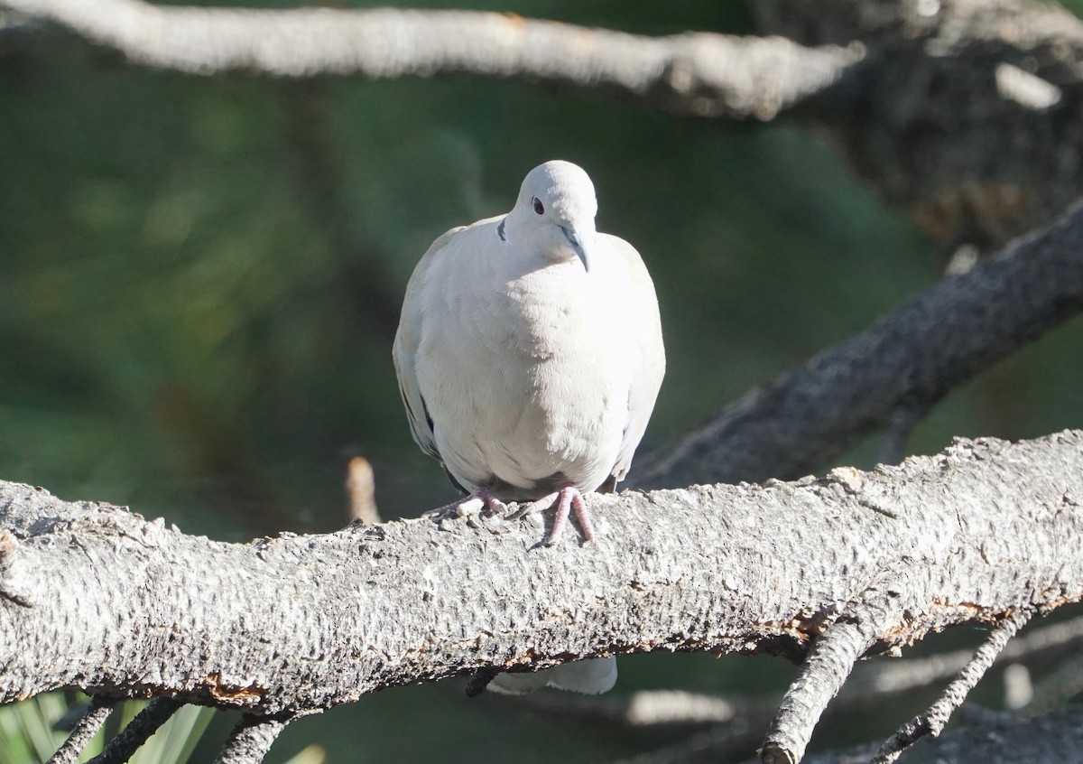 Eurasian Collared-Dove - Sibylle Hechtel