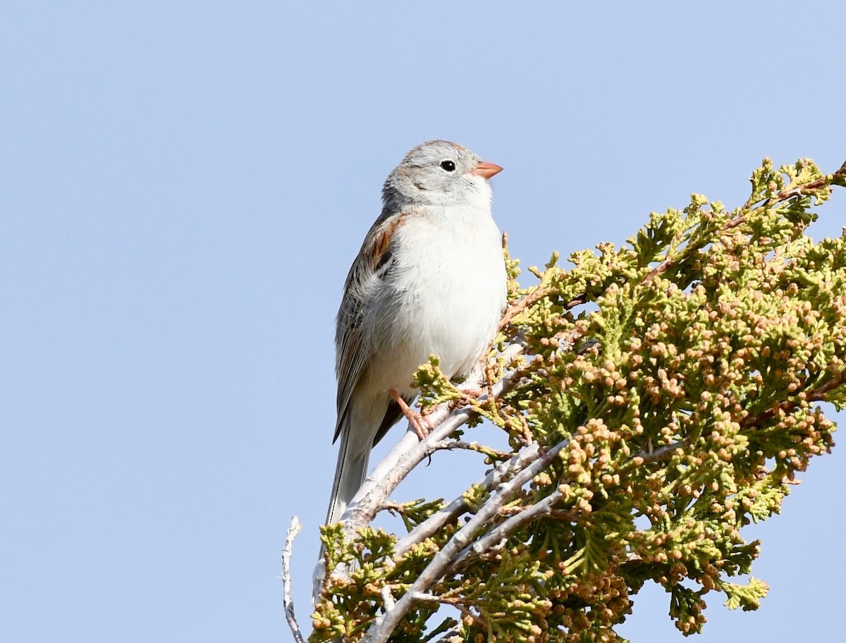 Field Sparrow - Adam Dudley