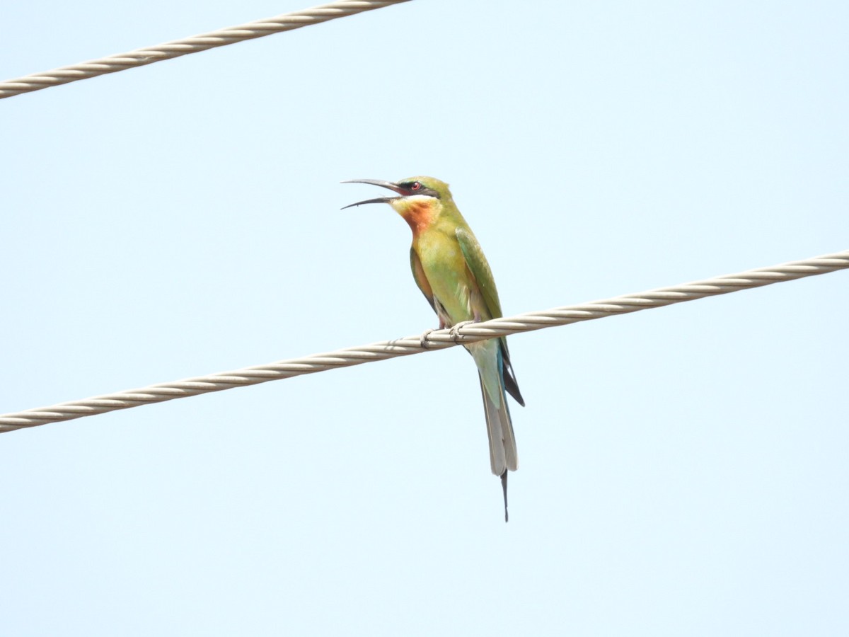 Blue-tailed Bee-eater - ML158590901
