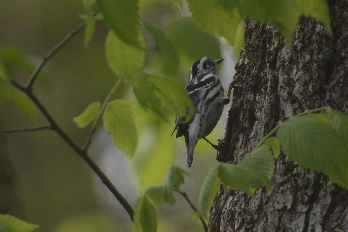 Black-and-white Warbler - ML158591001
