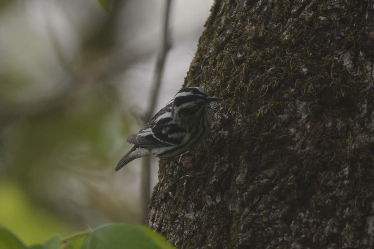 Black-and-white Warbler - ML158591041