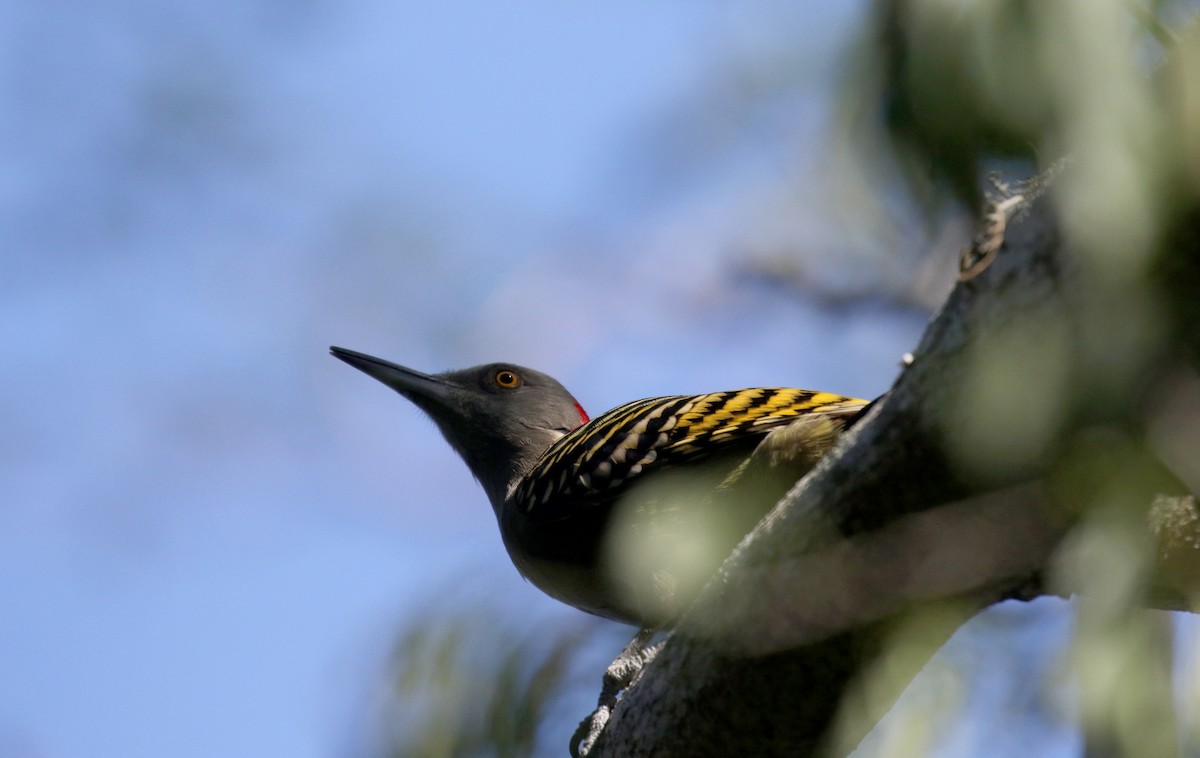 Hispaniolan Woodpecker - ML158595101