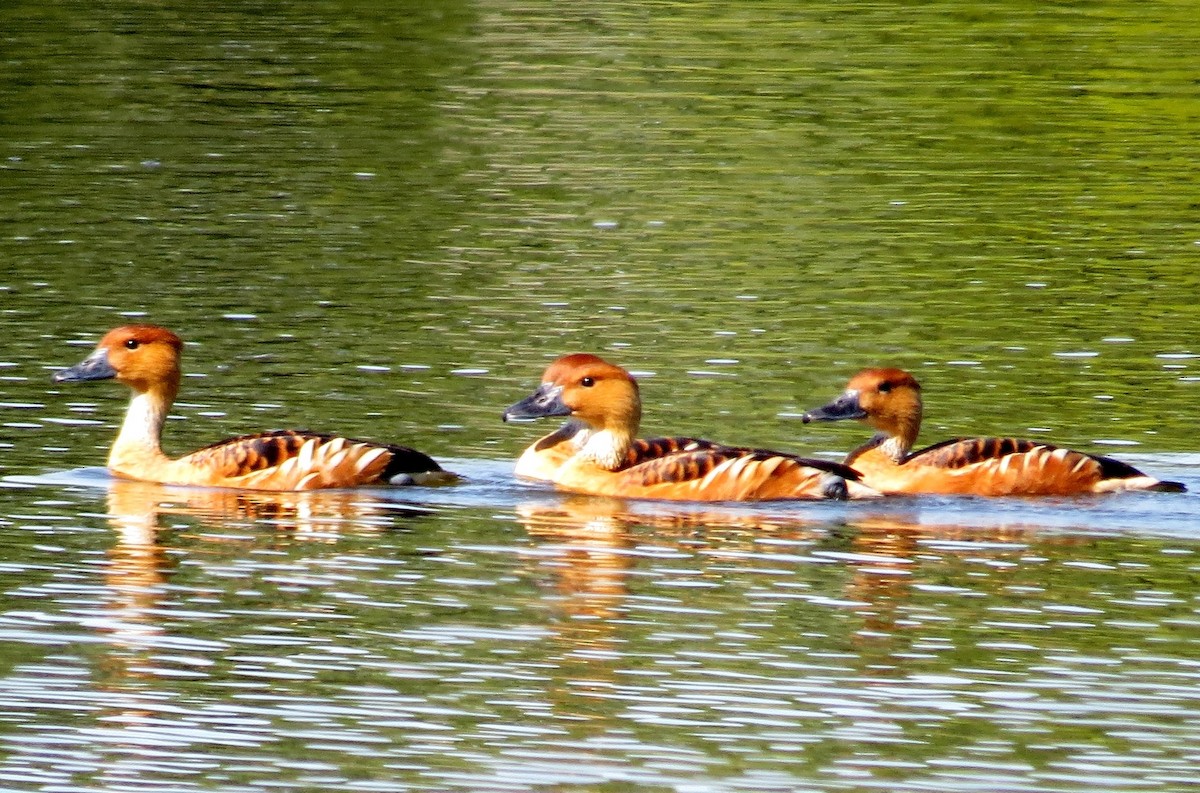 Fulvous Whistling-Duck - ML158595581