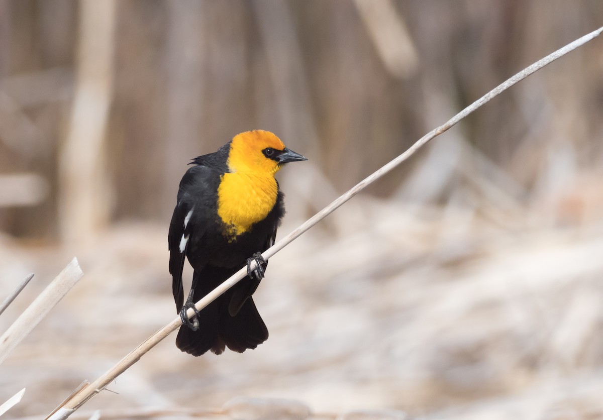 Yellow-headed Blackbird - ML158596191