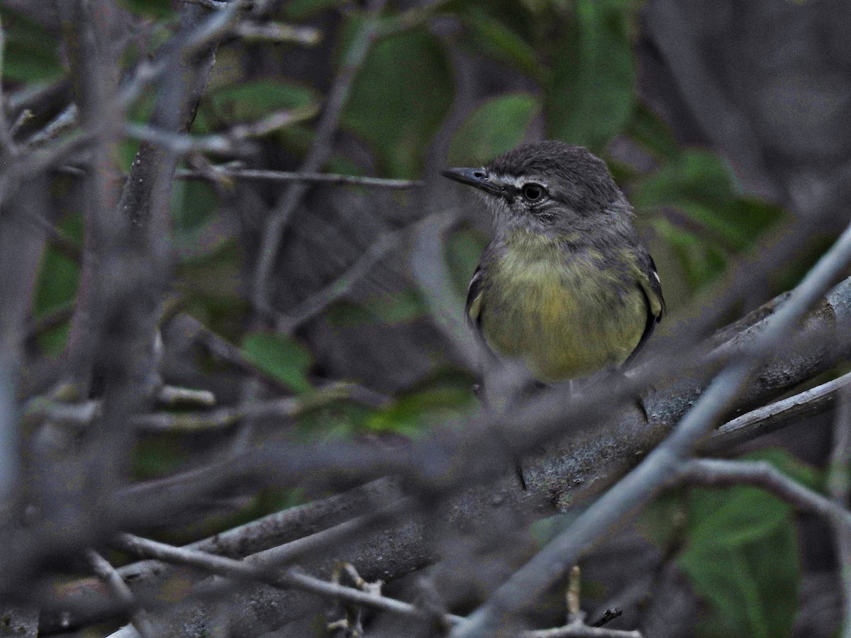 Pale-tipped Tyrannulet - ML158600831