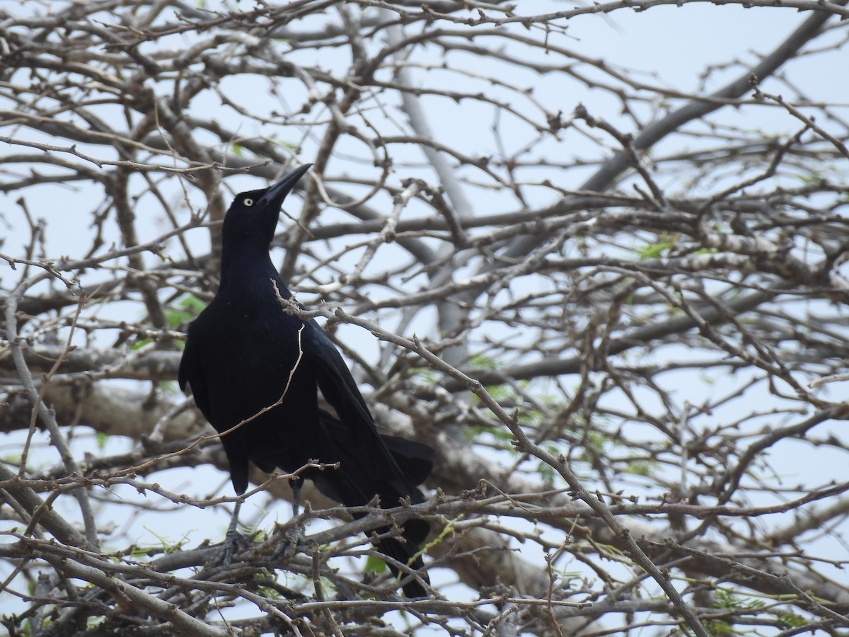 Great-tailed Grackle - ML158601591