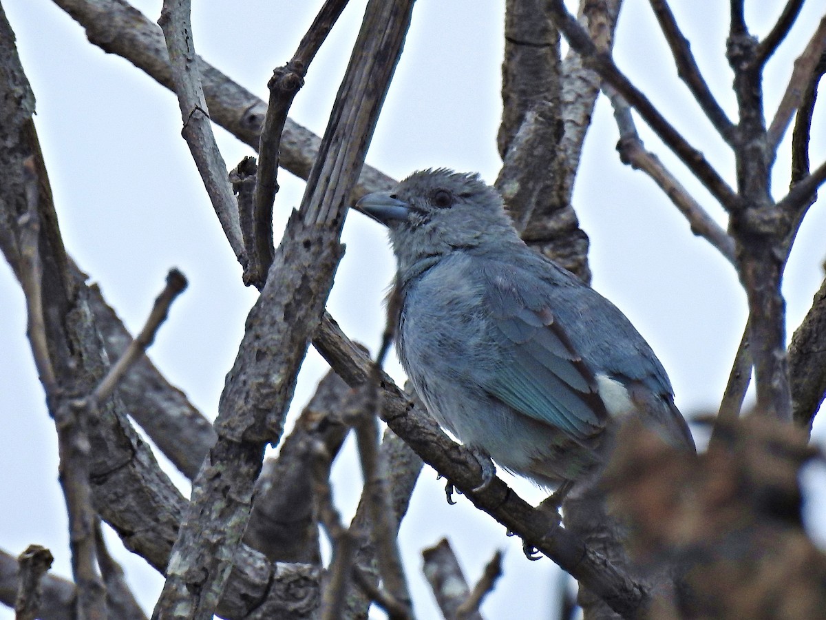 Glaucous Tanager - ML158601881