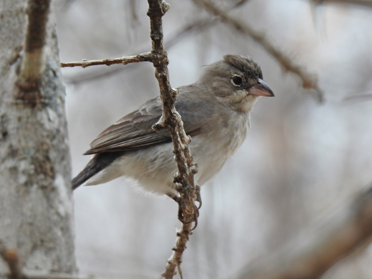 Pileated Finch - ML158602021