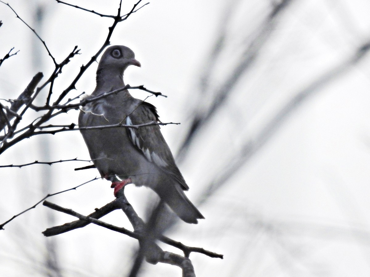holub bělokřídlý - ML158602301