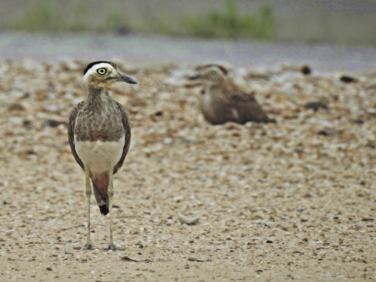 Double-striped Thick-knee - ML158602771