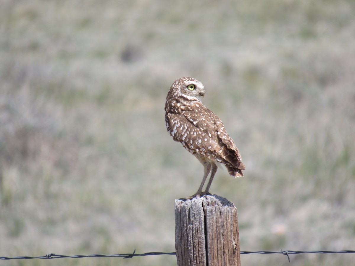Burrowing Owl - ML158604161