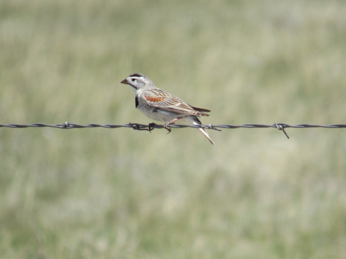 Thick-billed Longspur - ML158604421