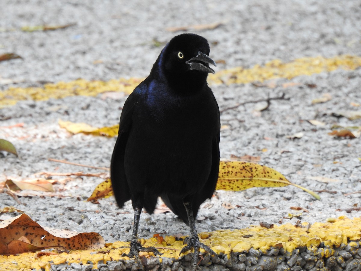 Great-tailed Grackle - Patricia Hernández