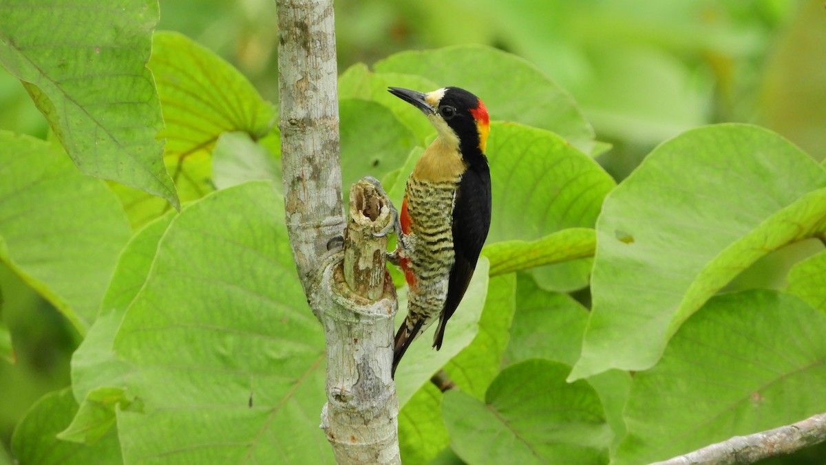 Beautiful Woodpecker - ML158614841