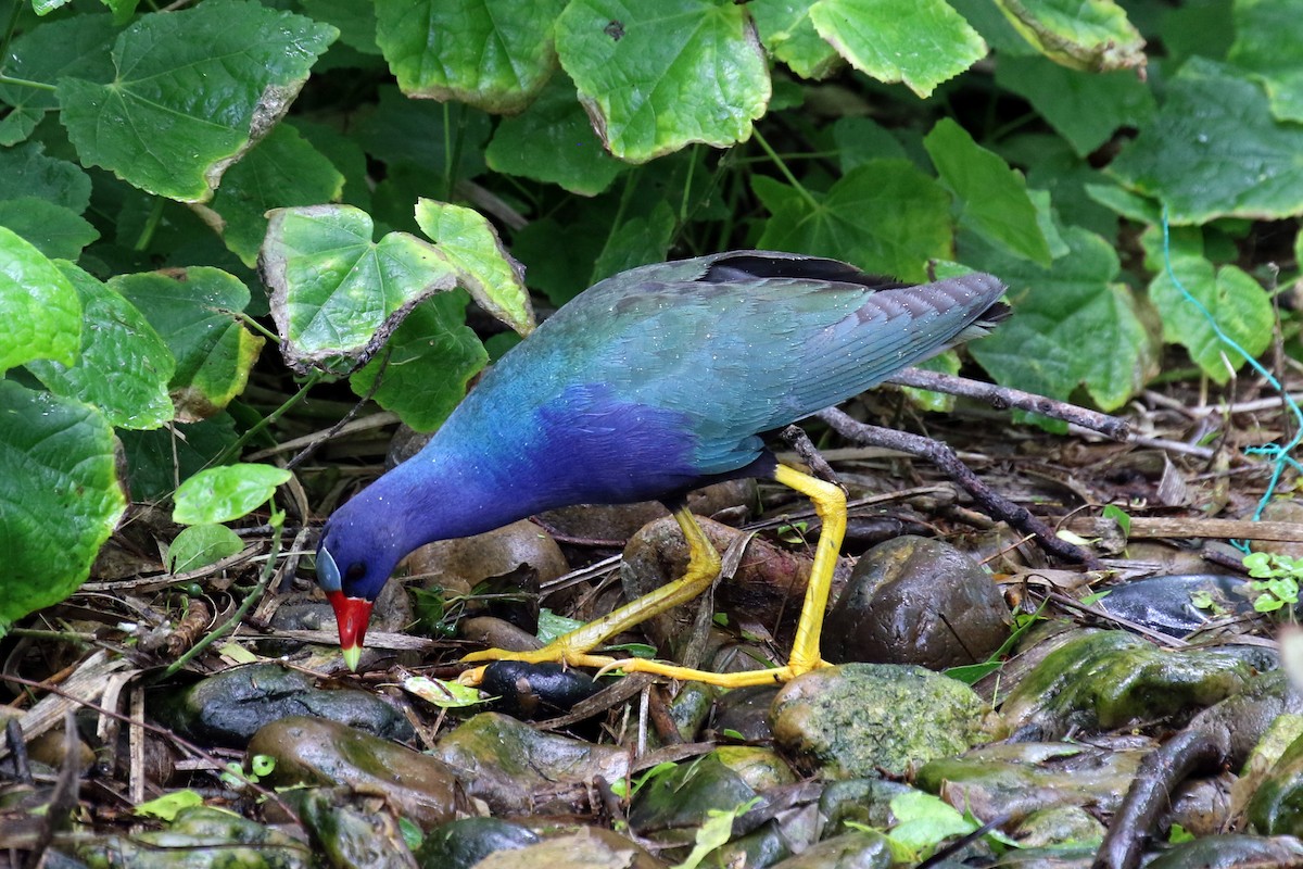 Purple Gallinule - Dan Jones
