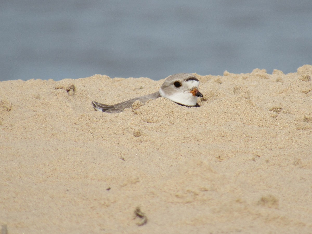 Piping Plover - ML158620141