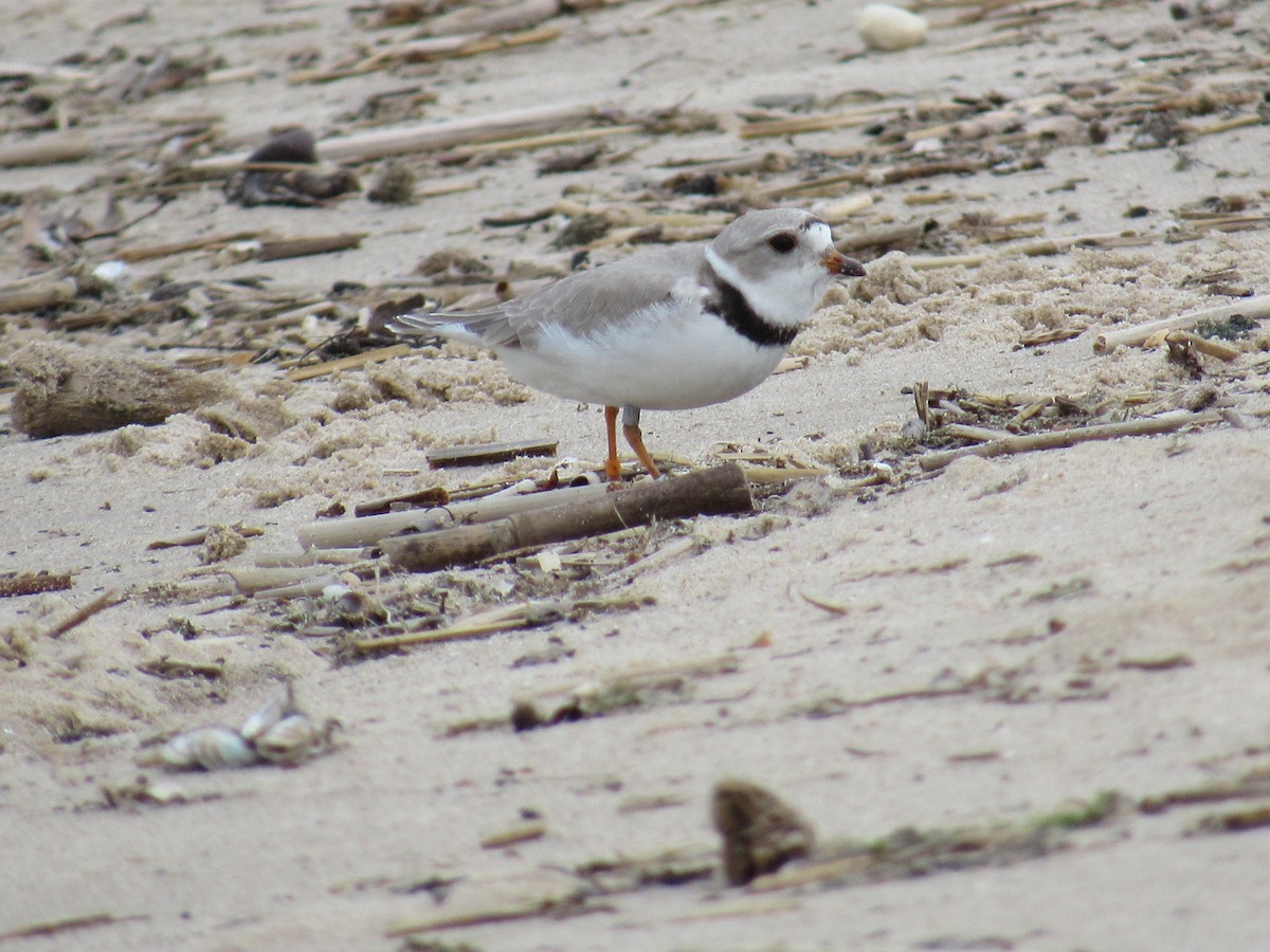 Piping Plover - ML158620151