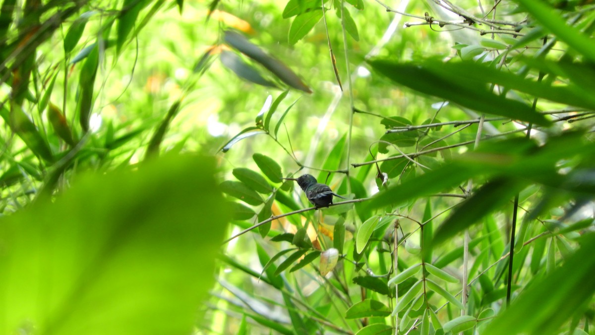 Violet-bellied Hummingbird - Jorge Muñoz García   CAQUETA BIRDING