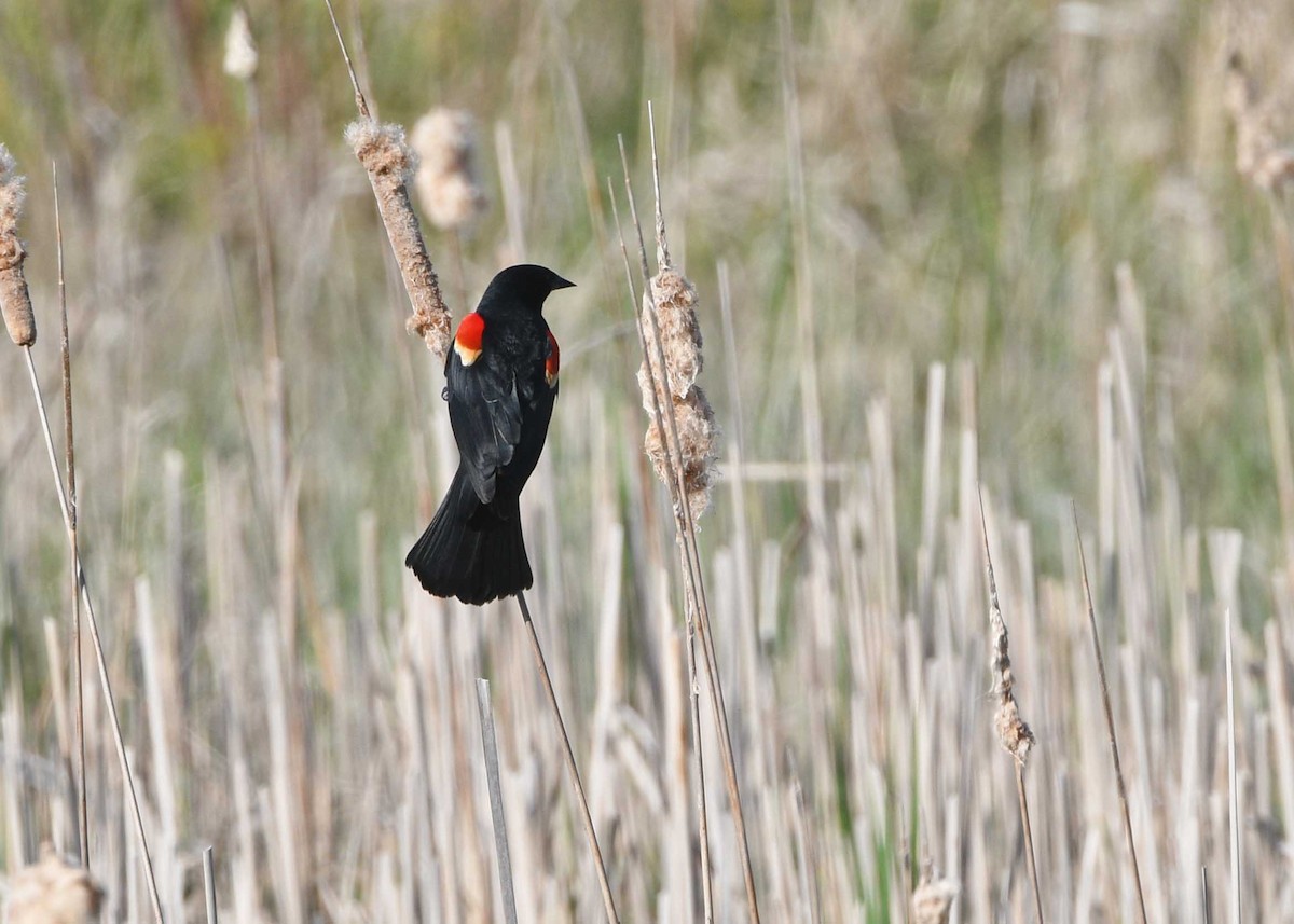 Red-winged Blackbird - Glenda Jones
