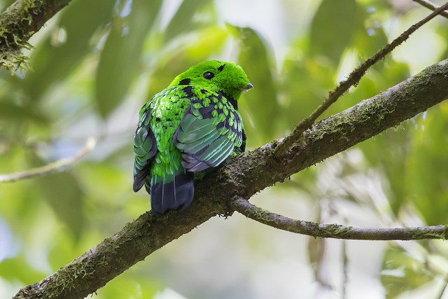 Whitehead's Broadbill - eBird