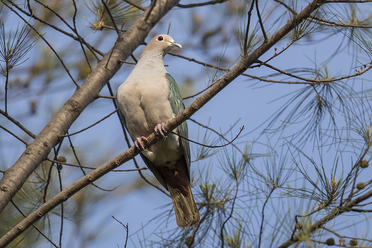 Green Imperial-Pigeon - ML158630731