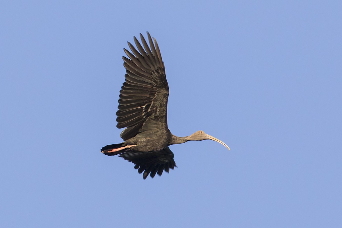 ibis obrovský - ML158632331