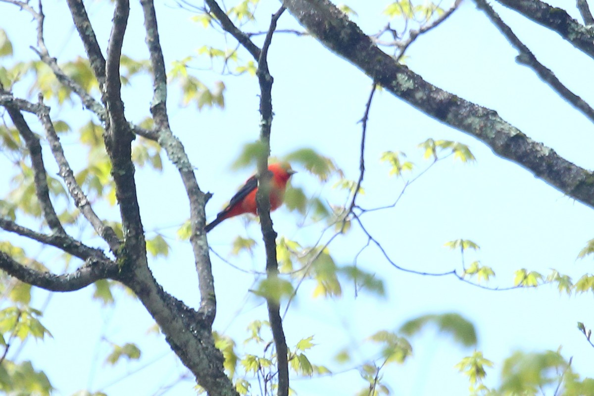 Scarlet Tanager - ML158632791
