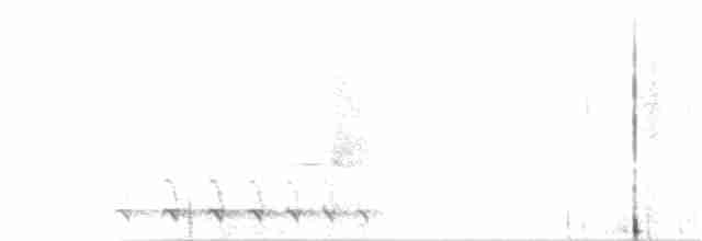 Weißbrust-Ameisenwürger - ML158636371