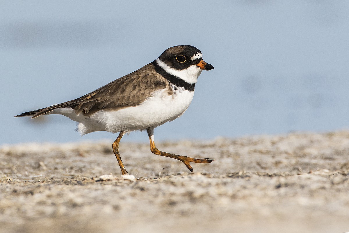 Semipalmated Plover - ML158639221