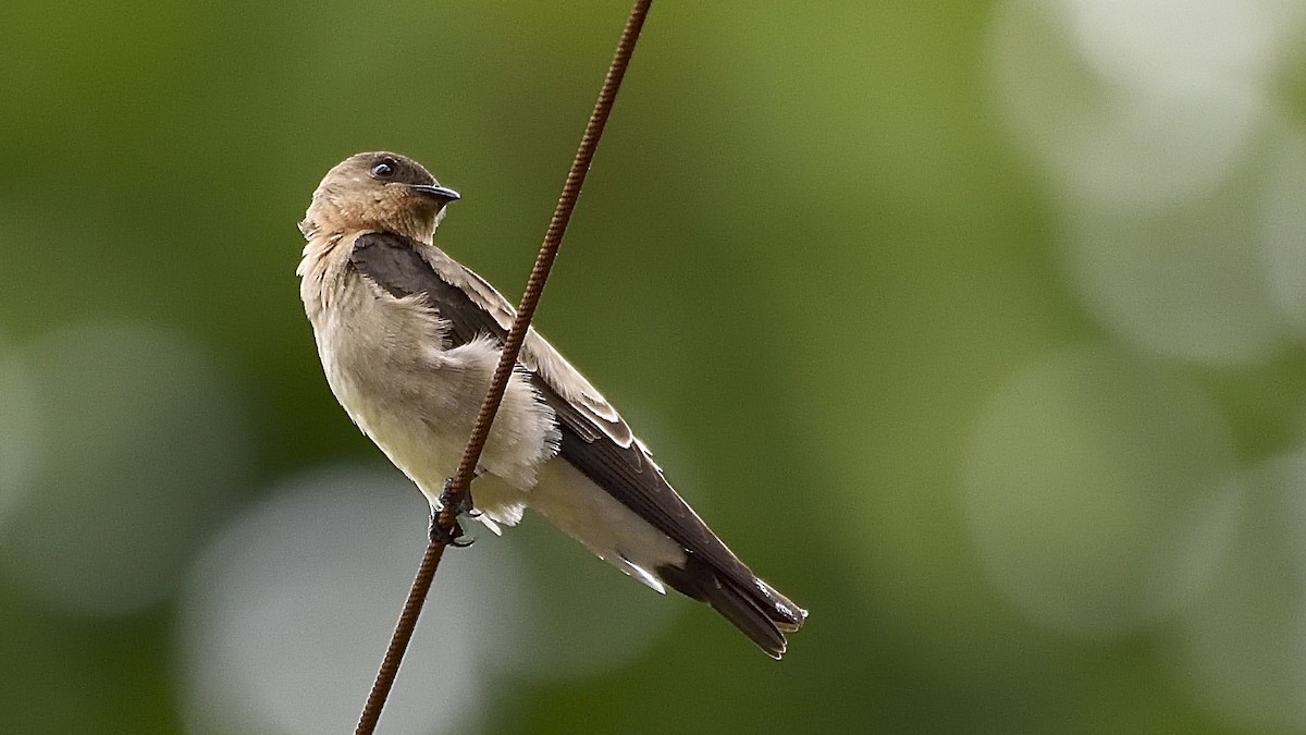 Southern Rough-winged Swallow - Germán  Correa Jaramillo