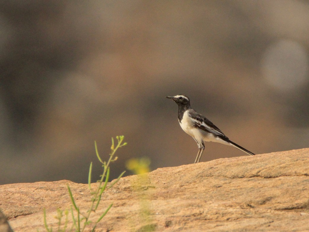 White-browed Wagtail - ML158645811