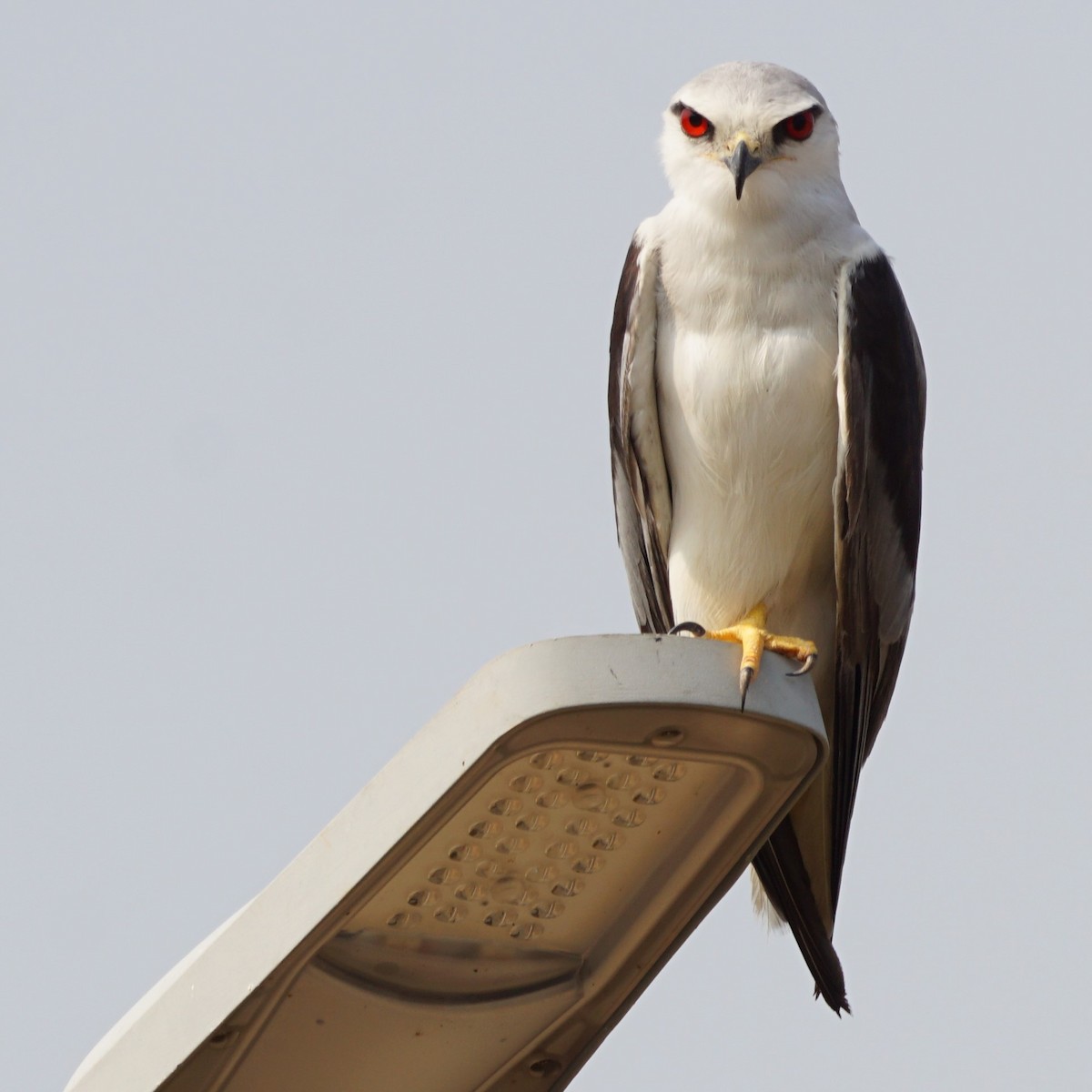 Black-winged Kite - Sundar Muruganandhan