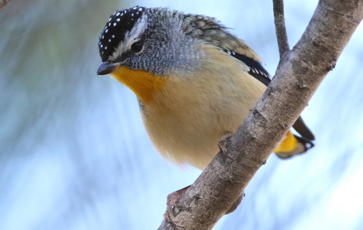 Spotted Pardalote - Thalia and Darren Broughton