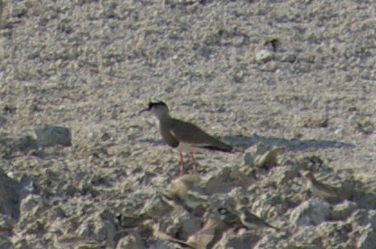 Crowned Lapwing - ML158650611