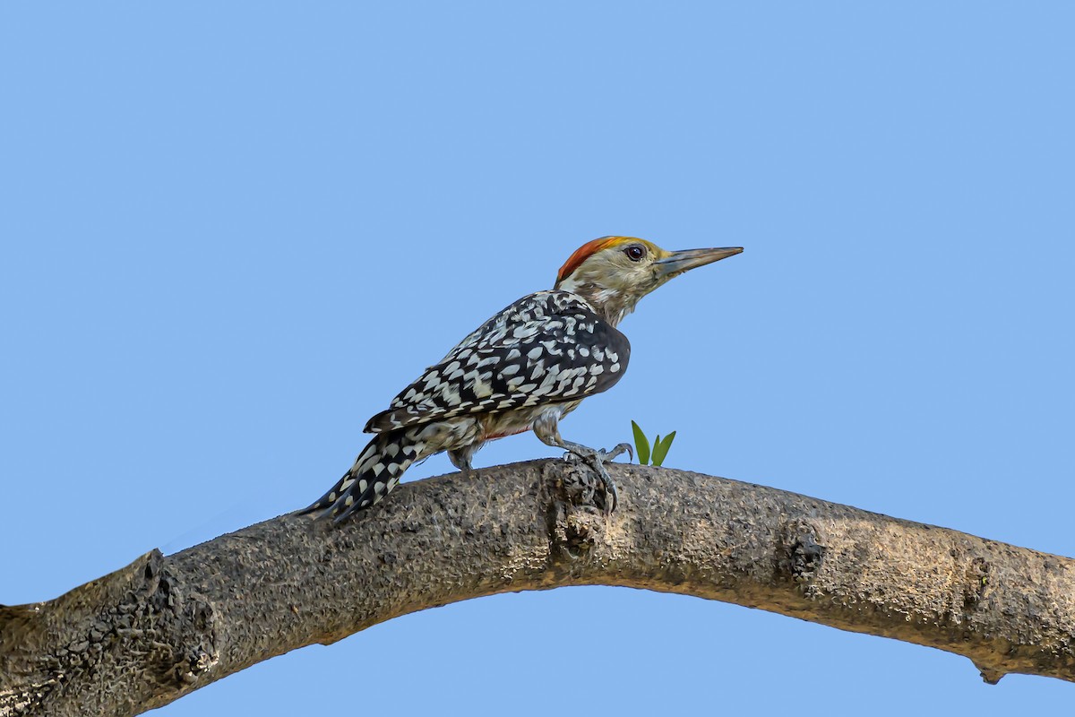 Yellow-crowned Woodpecker - Nitin Chandra