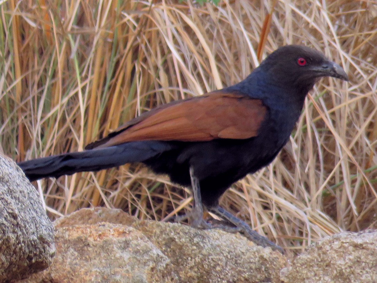 Greater Coucal - ML158654471