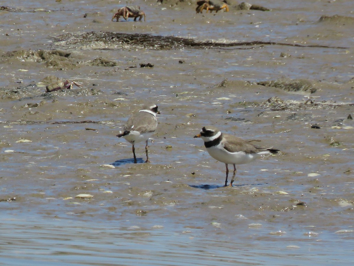 Common Ringed Plover - ML158656501