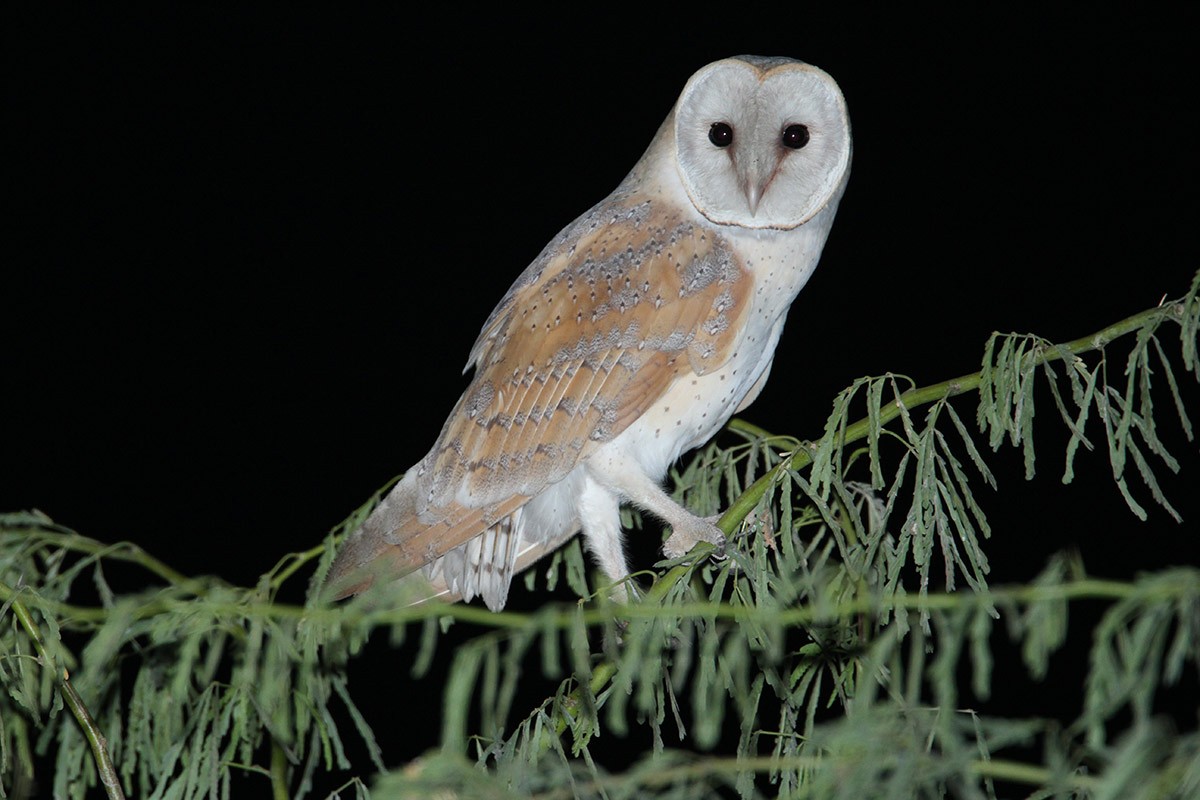 Barn Owl (Eurasian) - Khalifa Al Dhaheri