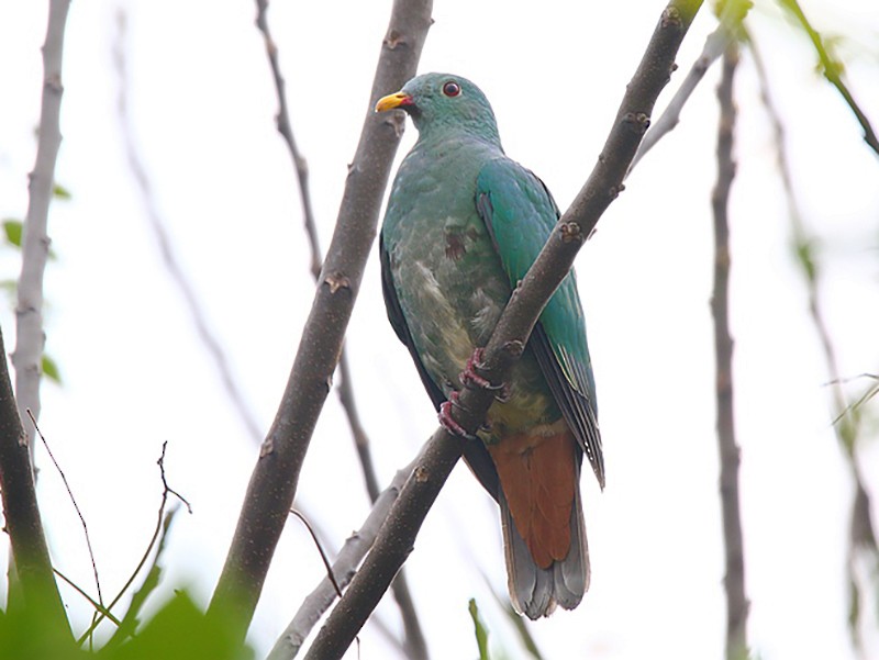 Black-chinned Fruit-Dove - Roland Lo