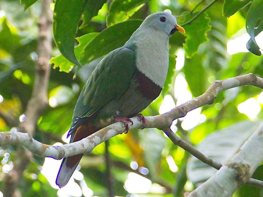 クロアゴヒメアオバト Ebird