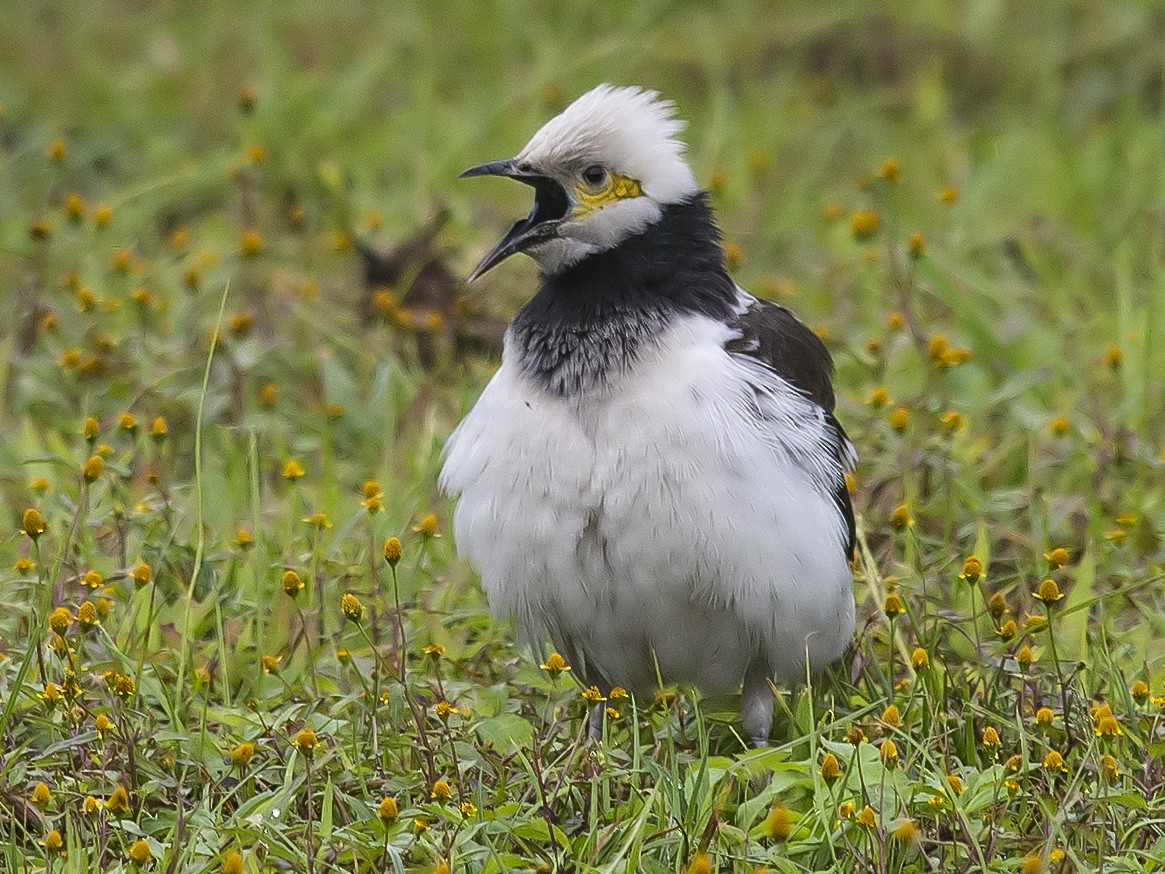 Black-collared Starling - Jerry Ting