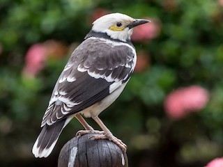 Masha Ryabushkina porno video