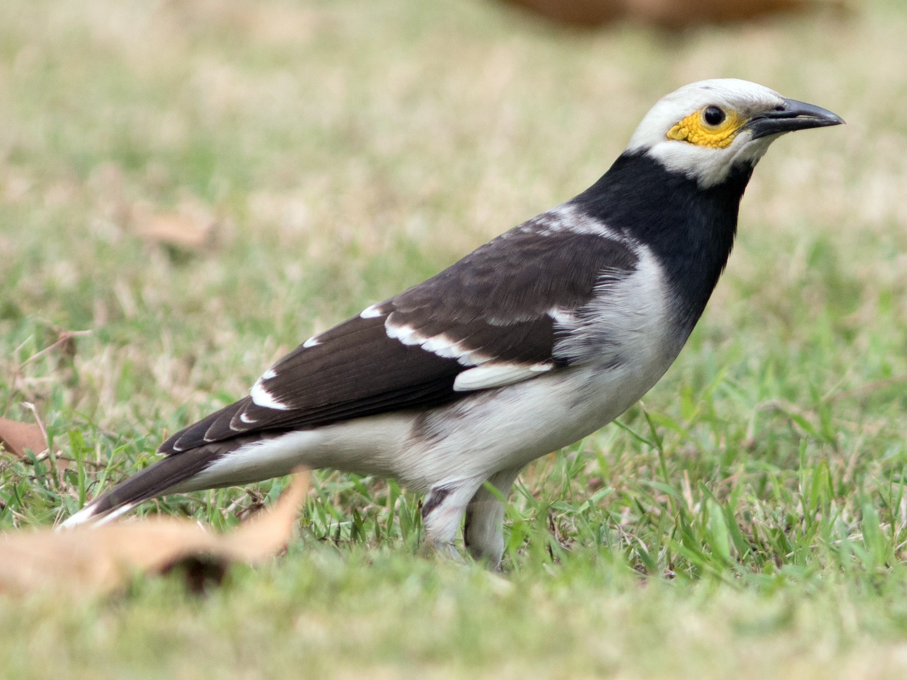 Black-collared Starling - Doug Hitchcox